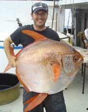 新闻爆料海鱼视频下载大全,海量海洋生物资源一网打尽  第2张